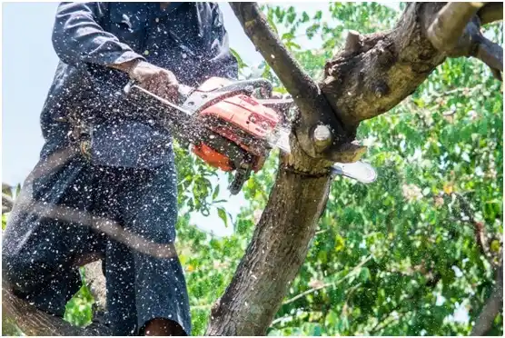 tree services Eleva